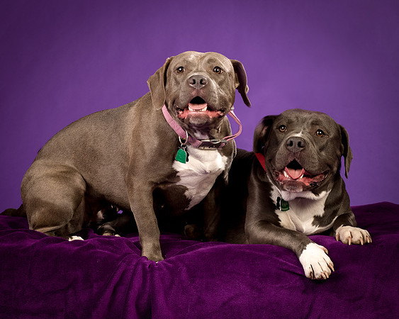 Daisy and Renegade-2585