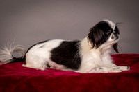Foster Gypsy Rose-7724