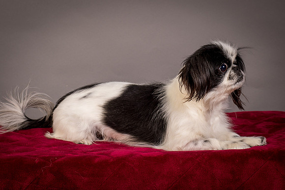 Foster Gypsy Rose-7724