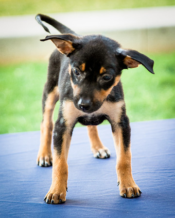 Foster Shea-0123