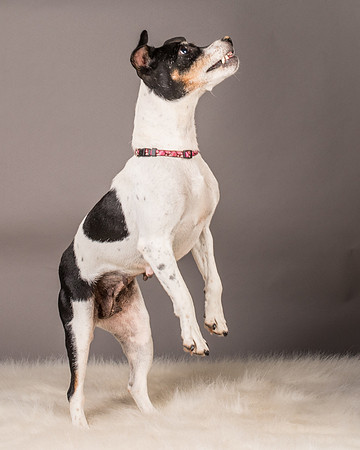 Foster Pollyanna-3895