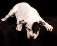 Foster Teddy-1222