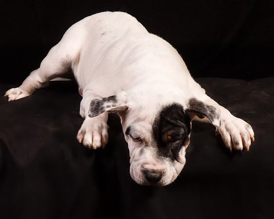 Foster Teddy-1222
