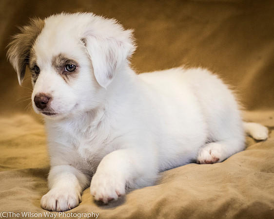 Foster Lisanna-0451