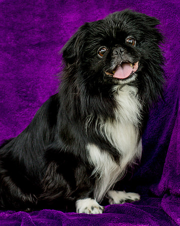 Foster Prince-0736