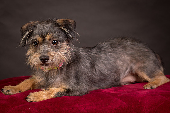Foster Nadine-9581