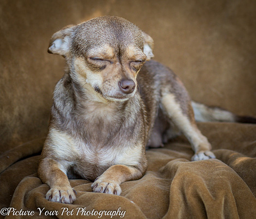 Foster Tango-6453