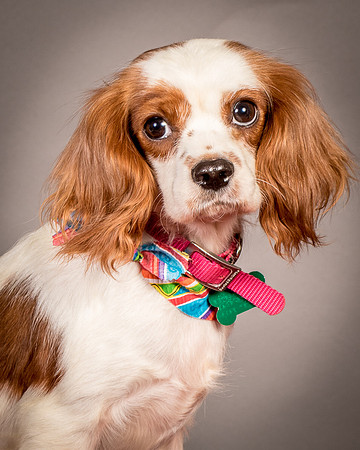 Foster josephina-3920
