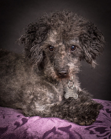 Foster Mokey-1504