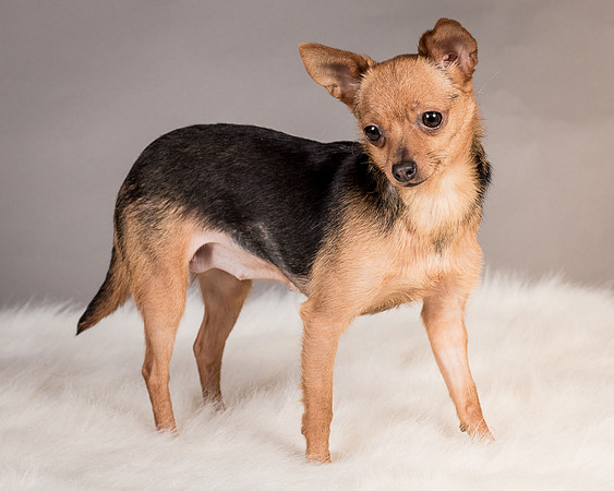 Foster Pixie-3458
