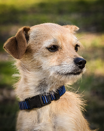 Foster Dipsy-9243