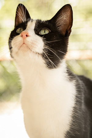 Darlington  Cats-9519