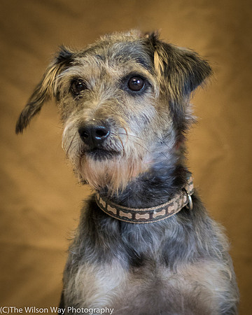 Foster Genghis-0235