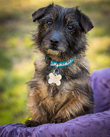 Foster Inky-4170