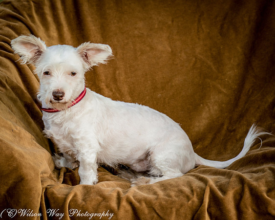 Foster Bambi-3890