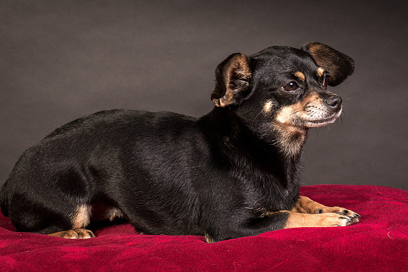 Foster Pansy-9473