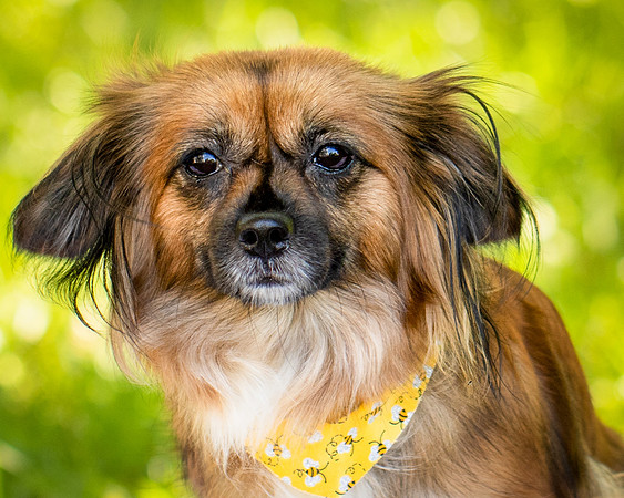 Foster Petunia-9217