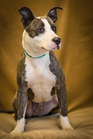 Foster Augstus-0127