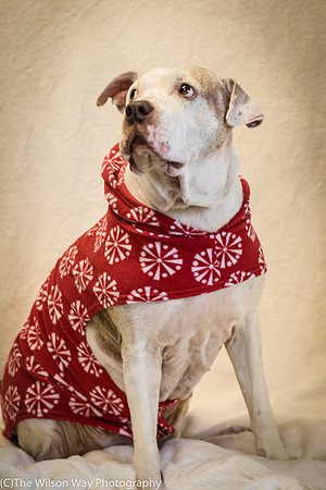 Foster Snickers-0181