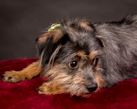 Foster Nadine-9592