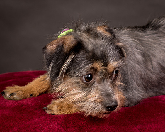 Foster Nadine-9592