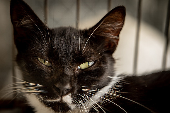 Darlington  Cats-9497