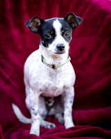 Foster Haylie-4023
