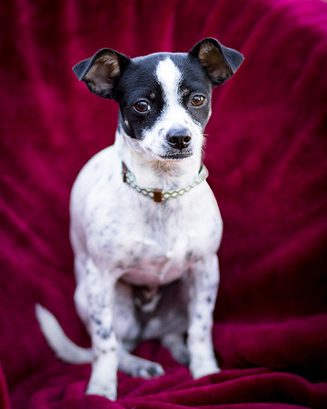 Foster Haylie-4023