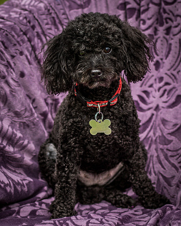 Foster Mindy-7530