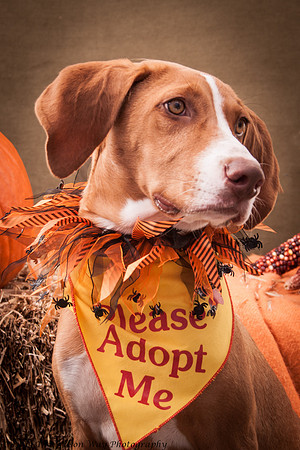 Foster Dixie-7231