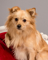 Foster Kree-4867
