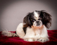 Foster Gypsy Rose-7696