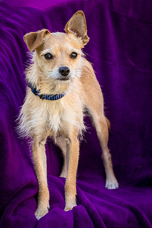 Foster Dipsy-9233