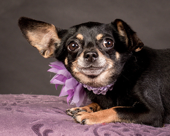 Foster Pansy-9340