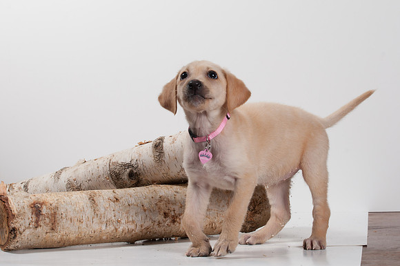 GCSPCA BB-6182