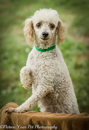 Foster Betty White-3089