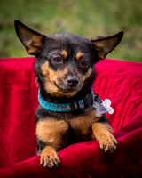 Foster Peanut-2839