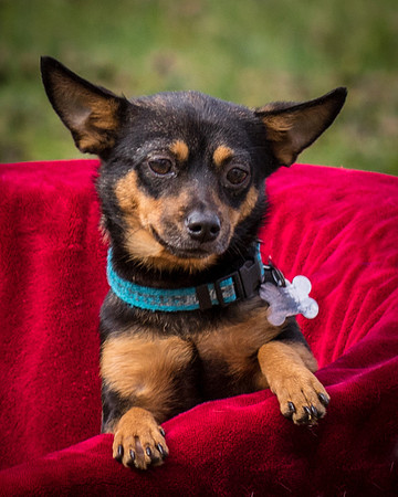 Foster Peanut-2839