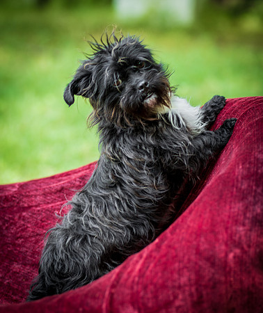 Foster Lady Elaine-8589
