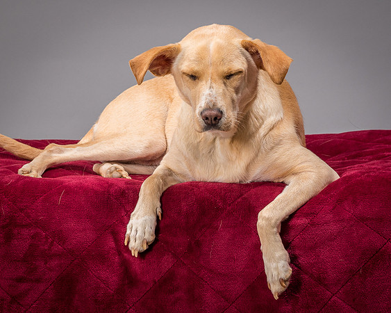 Foster June-3513