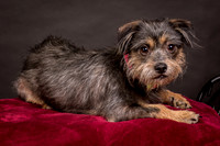 Foster Nadine-9572