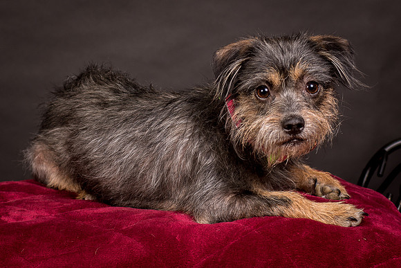 Foster Nadine-9572