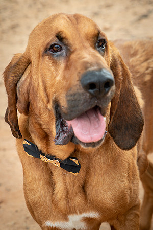 Roscoe-0490