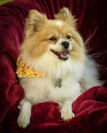 Foster Sydney-7502
