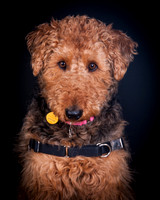 Dixie Lou-5638