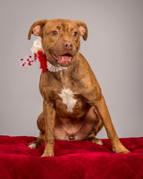 Foster Pumpkin-4655