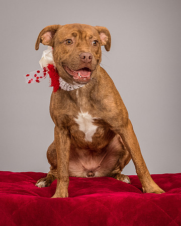 Foster Pumpkin-4655