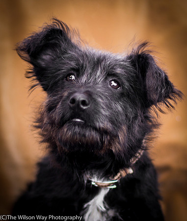 Foster Sidney-9566
