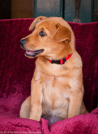 Foster Luna-9131