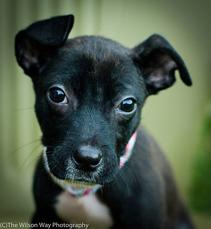 Foster Beryl-3785